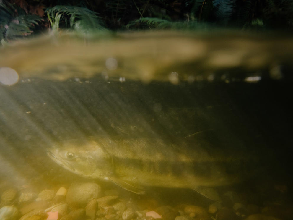 A salmon swimming upstream