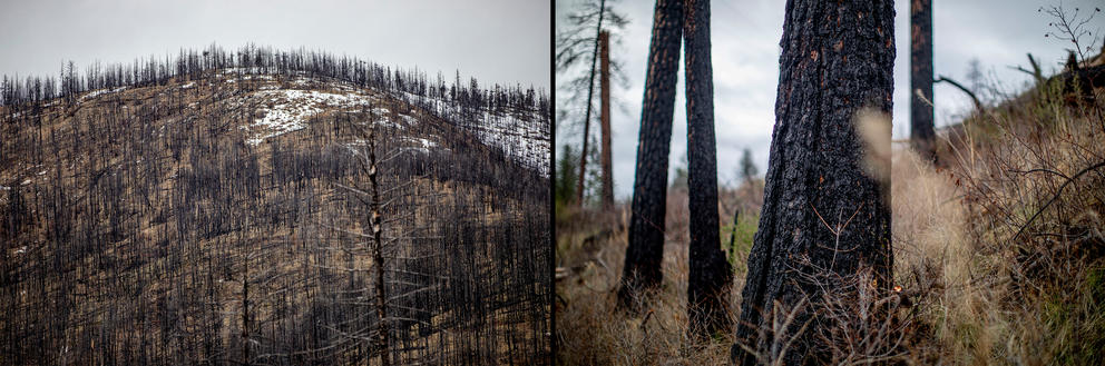 Evidence from previous wildfires in the Methow Valley