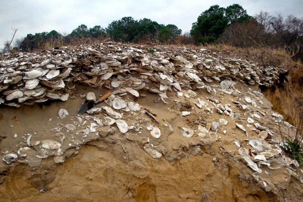 Layers of clam and oyster shells cemented together with earth