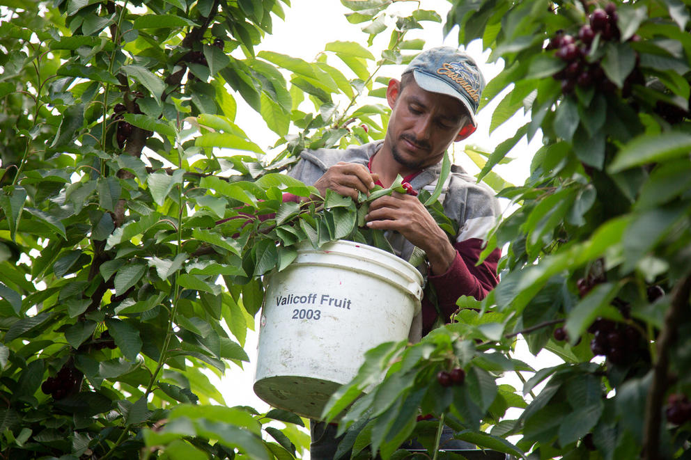 Worker picks cherries in an orchard in Wapato, Wash. 
