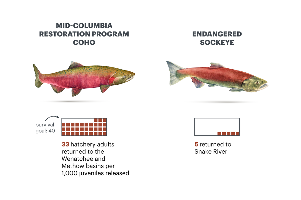 Data viz | Illustration of two salmon labeled "mid-Columbia restoration program coho" and "endangered sockeye." Text under coho: "Survival goal: 40. 33 hatchery adults returned to the Wenatchee and Methow basins per 1,000 juveniles released." Text under sockeye: "Survival goal: 40. 5 returned to Snake River."