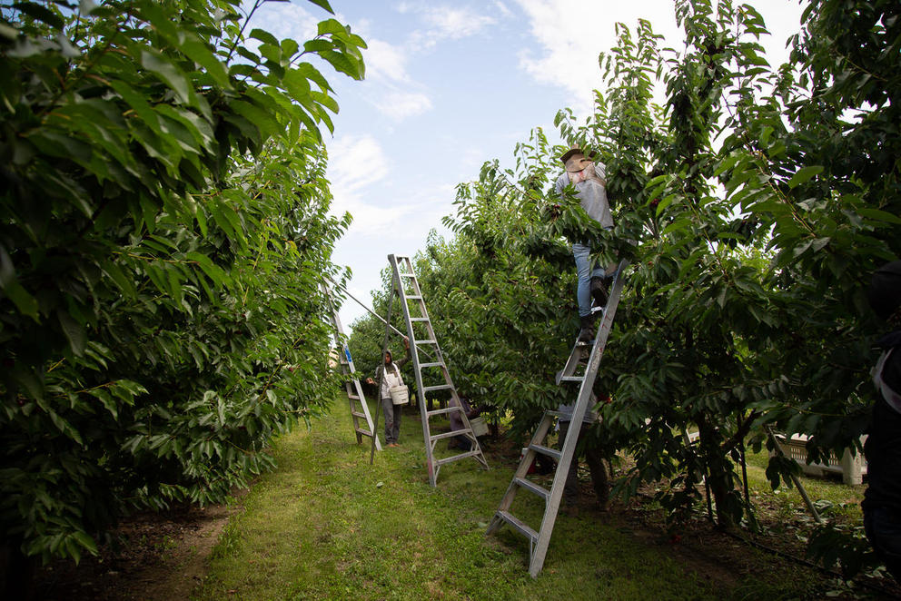 Workers on ladders picking fruit in a row of orchard trees