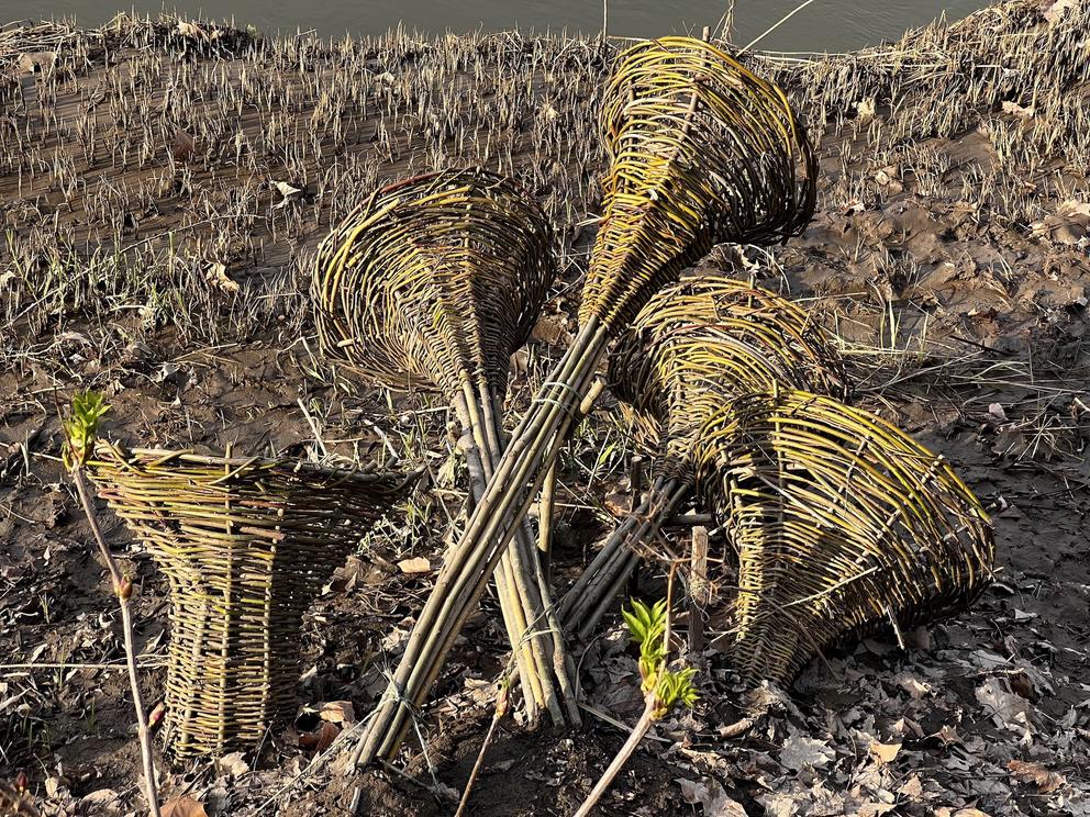 willow woven into 4 horn sculptures along a low-tide river bed
