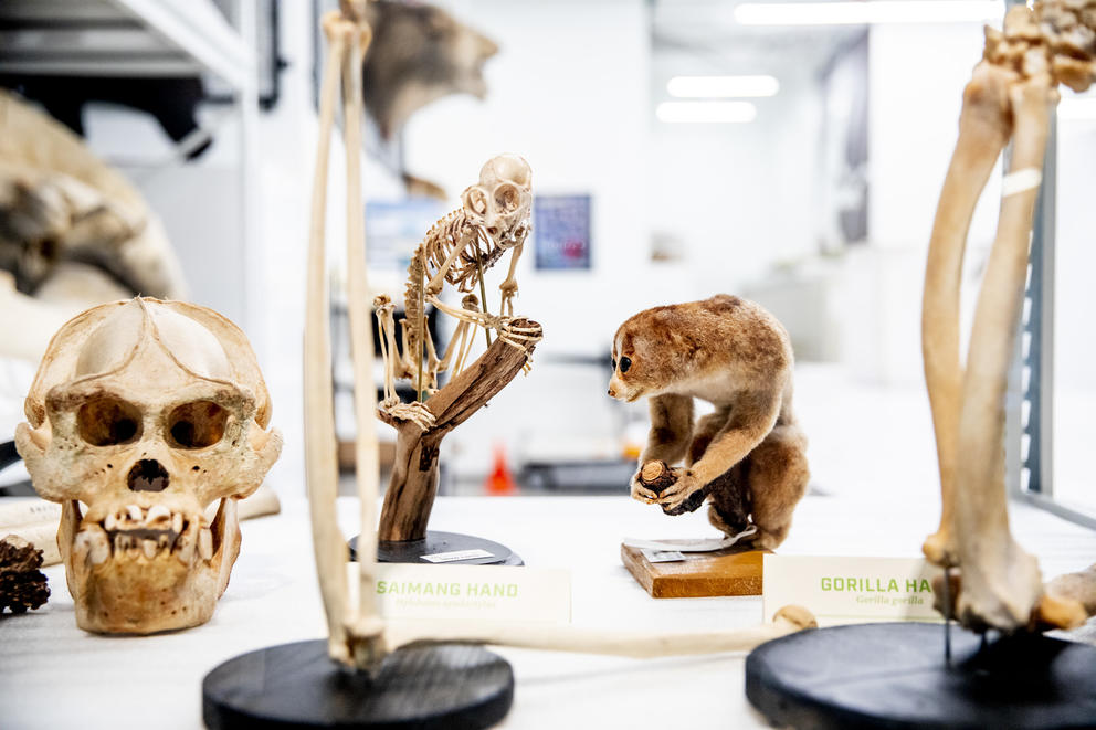 Skulls and taxidermy on display