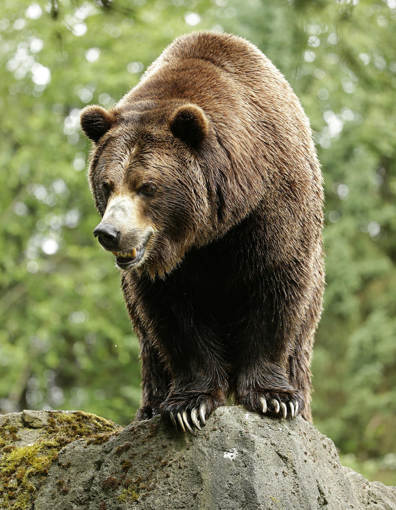 a bear stands on a rock in a forested area 