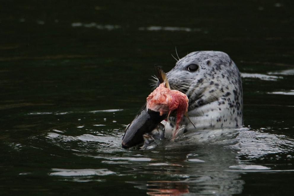 A seal in the water holds a torn apart salmon in its mouth
