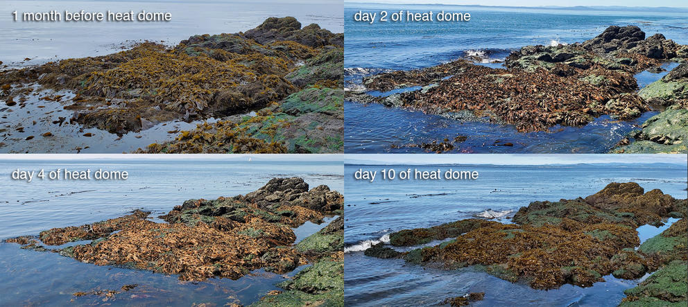 Four photos of a kelp bed on rocks, over a month-long period