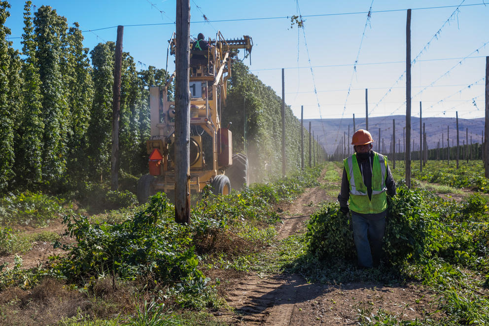 man harvesting hops in Yakima County
