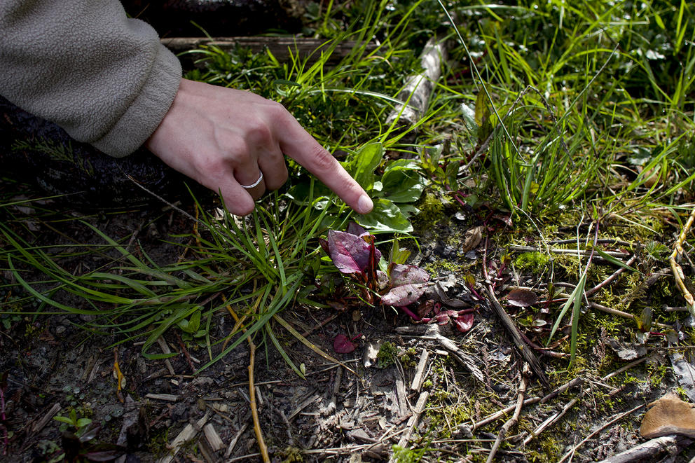 woman's hand pointing to a small red knotweed plant 