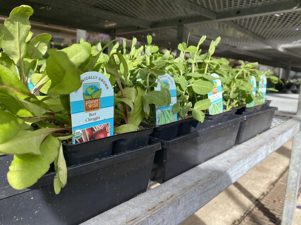 a row of beet plant starts in black nursery pots line a shelf 