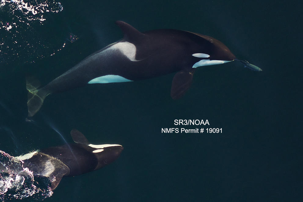 orca whale mother and calf as seen from the air 