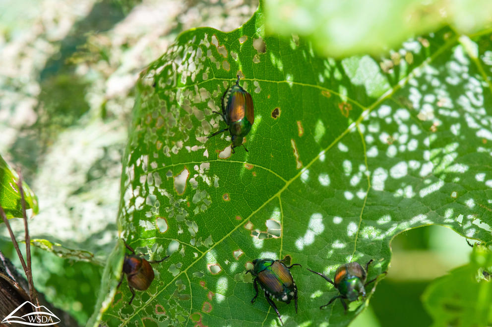 Beetle feeds on leaves 