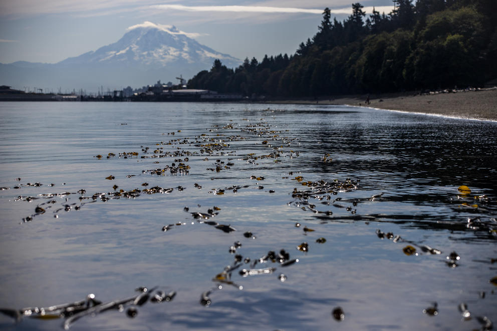 A bed of bull kelp off the shore of Owen's Beach in Tacoma
