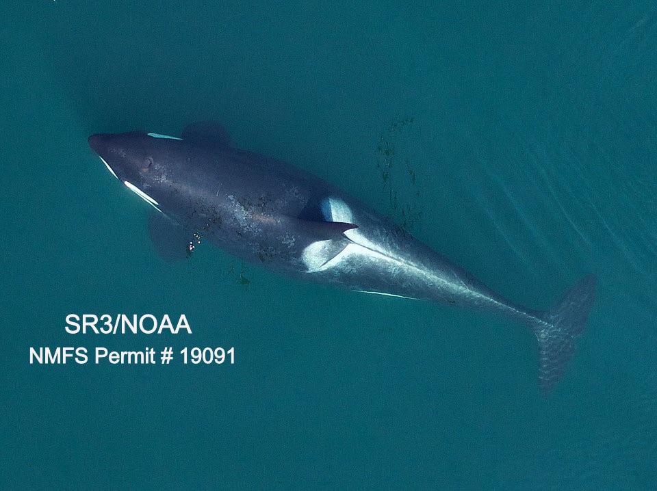 an expectant orca from above 