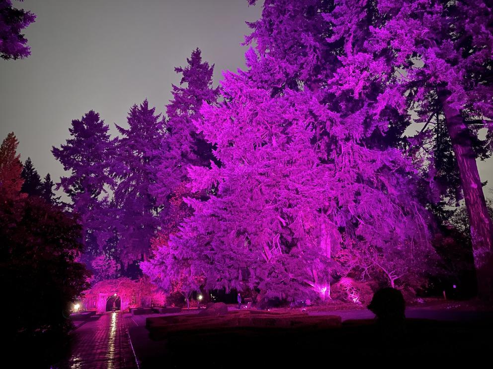 night photo of tall trees lit up with vivid fuschia light