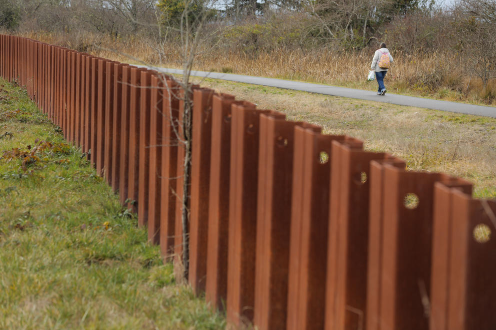 A person walks down a pathway atop an earthen berm, next to a sheet pile wall that bisects the frame