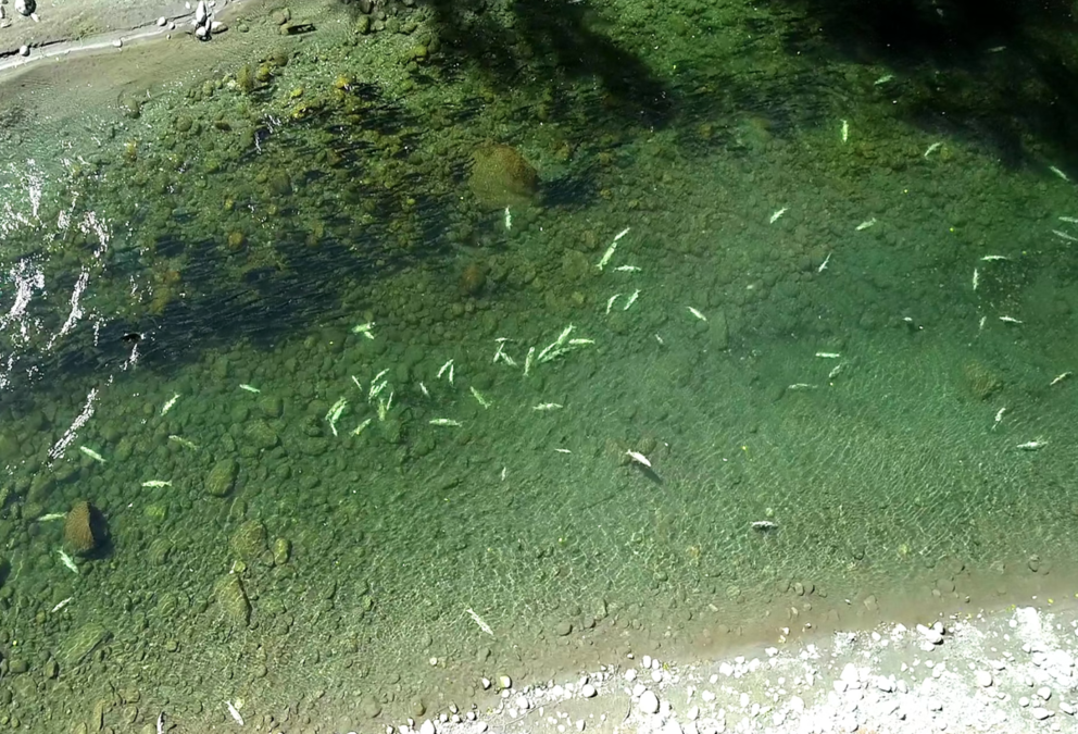 Aerial photo of bleached salmon floating on the water