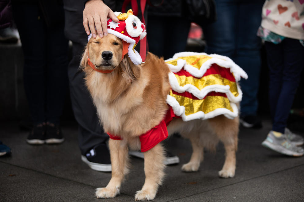 A hand reaches from out of frame to pet a dog dressed in a yellow and red costume