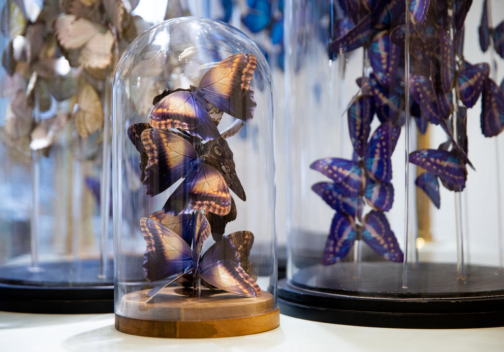 Purple-blue tinted butterflies in bell jars 
