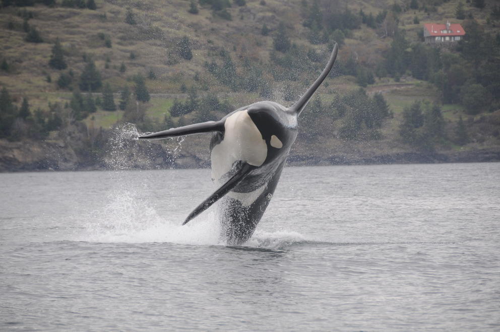 An endangered southern resident killer whale breaches, while wearing a "DTag" sensor. 