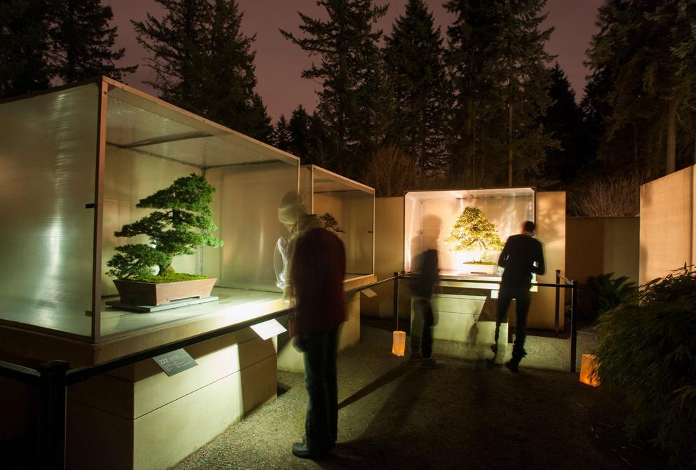 night photo of an outdoor exhibit of bonsai trees