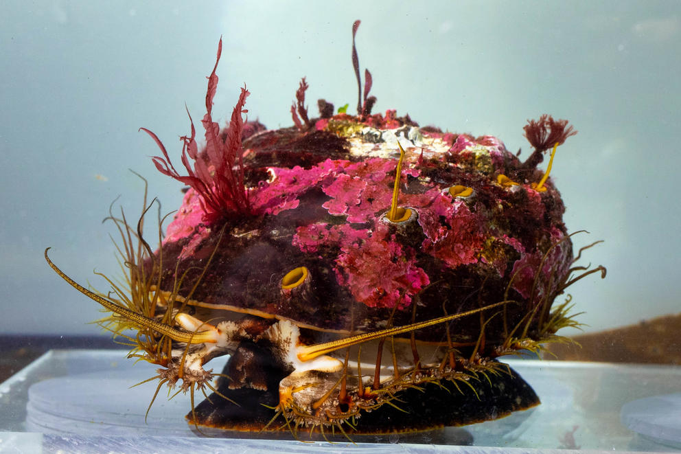 a colorful abalone shell is seen in a tank of water