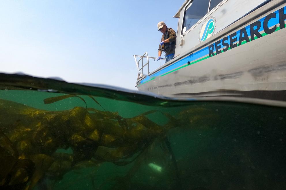 A man stands on the deck of a boat above green water with kelp 