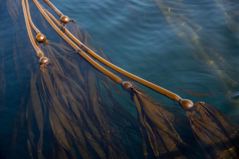 kelp floating in water
