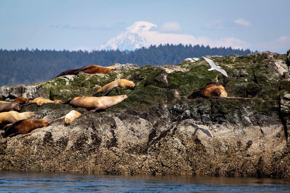 Sea lions rest on an algae covered rock above the water
