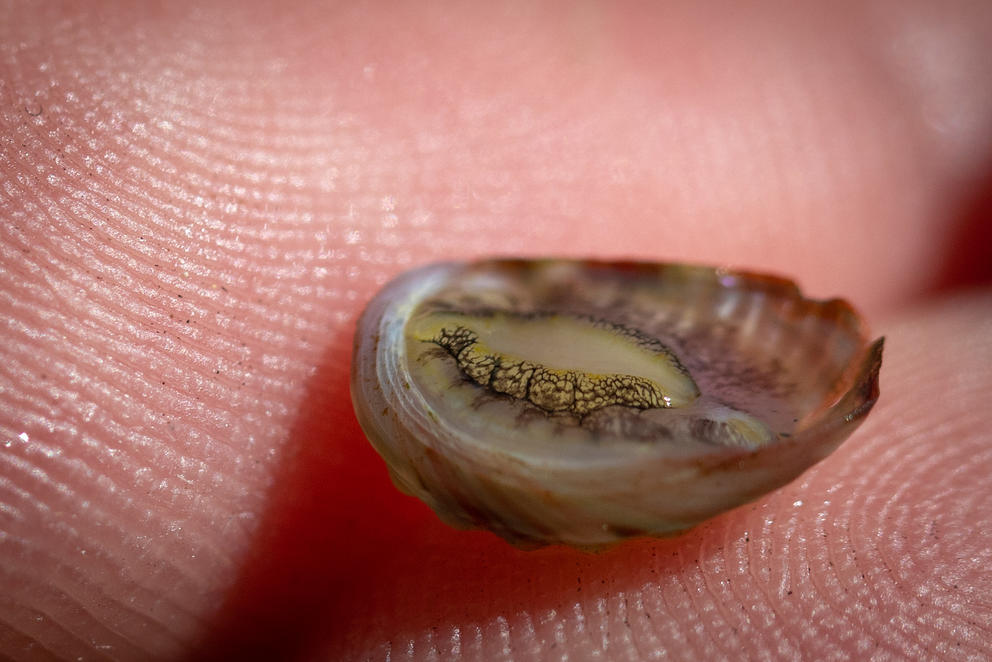 A close up of a tiny abalone resting on a human finger tip