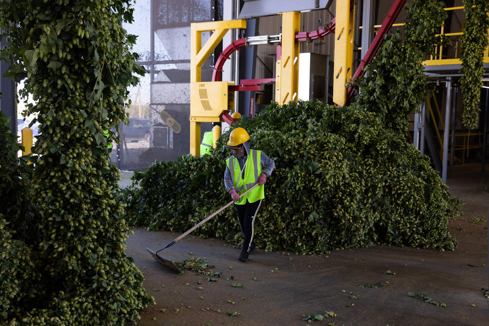 Romina Atzin wears a hard hat and high visibility vest as she sweeps hops off the floor of a brewery warehouse. All around her are large bunches of freshly harvested hop plants