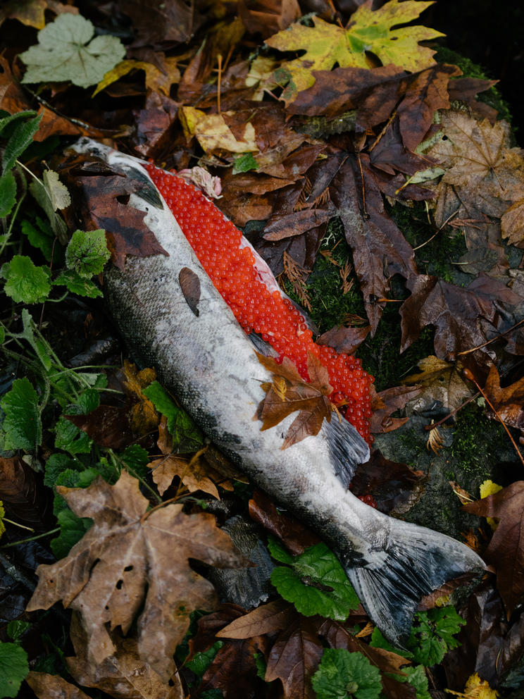 A dead salmon lies on wet plants and leaves, its body is split open and bright red roe spill out 