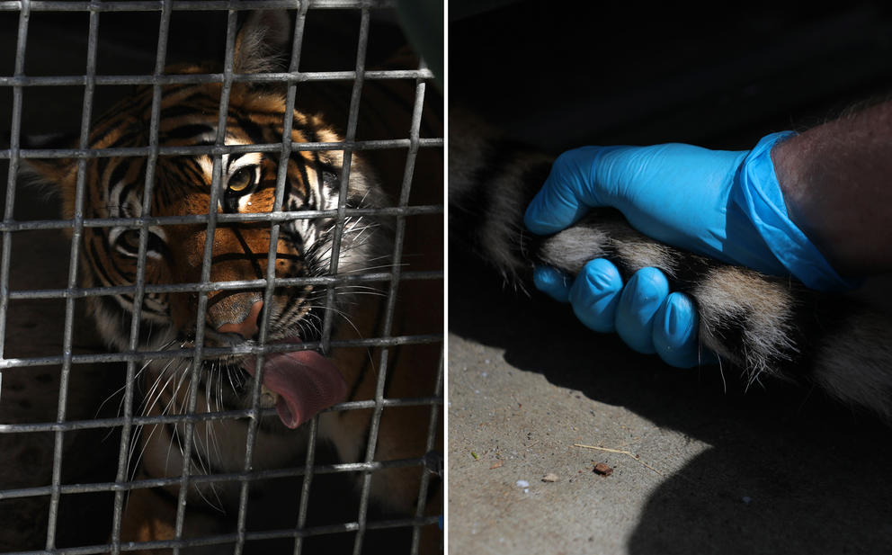 At left, a tiger licks the grate of a cage, at right a close up of a blue-gloved hand grasping a tiger's tail