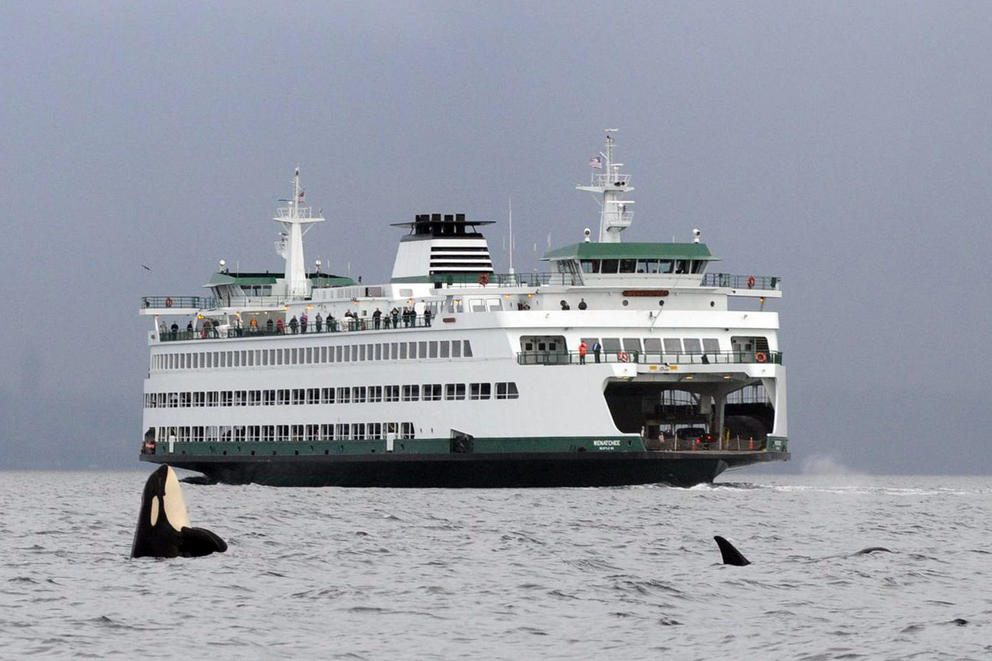 A ferry with orca fins visible in the water