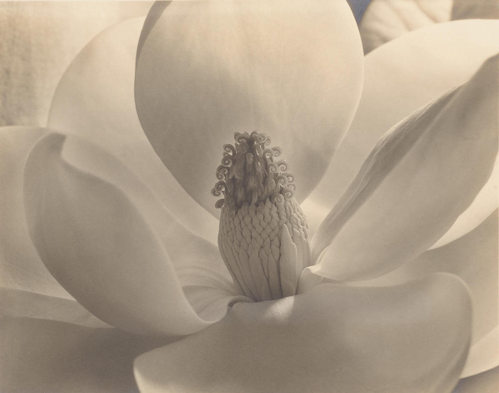 extreme close up black and white photo of a magnolia blossom