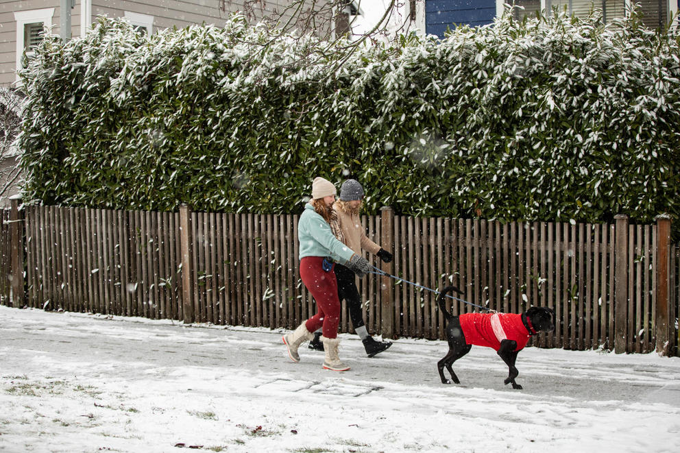 A woman walks a dog in the snow