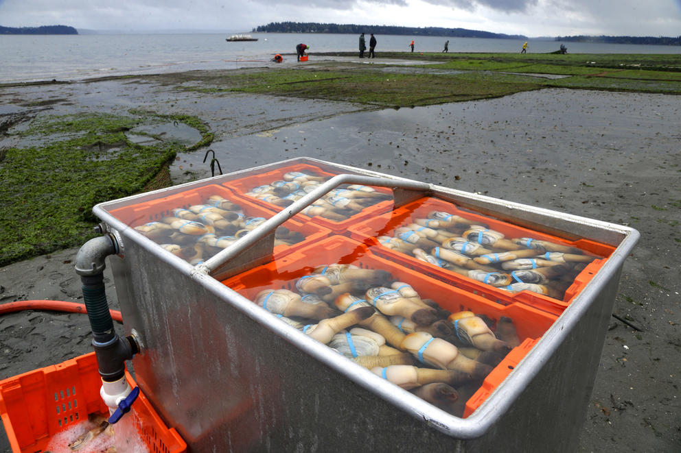 geoduck in harvesting container on beach 