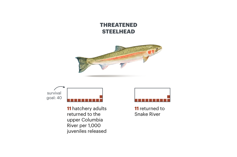 Data visualization | Illustration of a steelhead salmon labeled "threatened steelhead." Text: "Survival goal: 40. 11 hatchery adults returned to the upper Columbia River per 1,000 juveniles. 11 returned to Snake River."