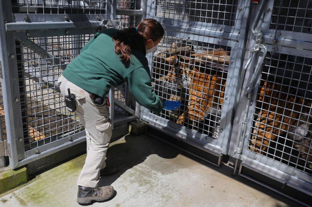 A zoo animal keeper in a green shirt and khaki pants faces away from the camera. they are looking at a tiger, who is on the other side of a cage door.