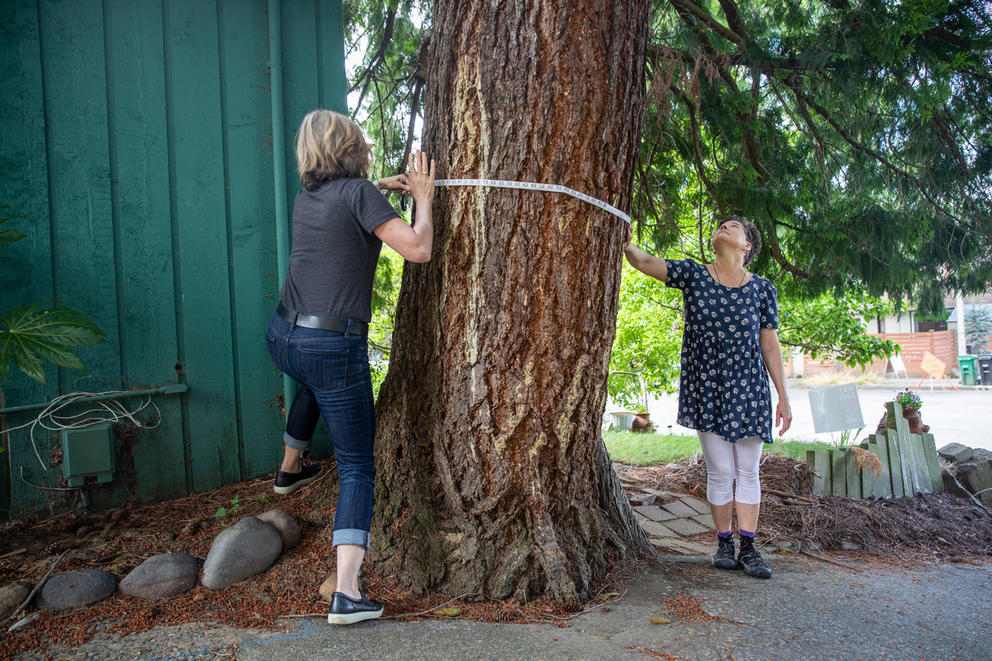 two people measuring a tree