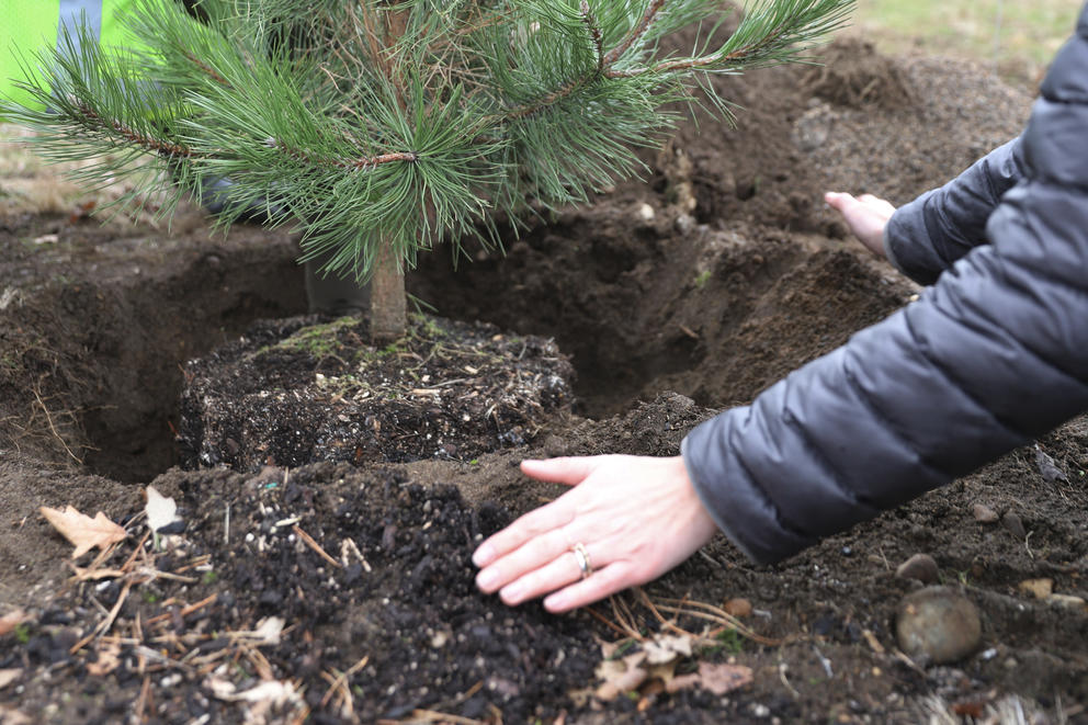 a pair of hands can be seen pushing dirt into a hole holding a newly planted tree