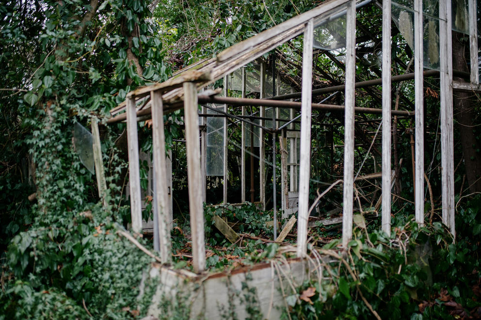 Run-down former green house that has become overgrown