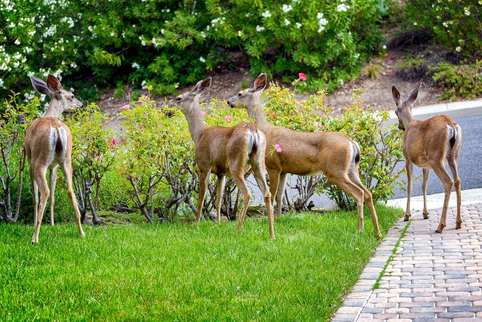 A group of deer congregate around a bush to nibble on leaves. 
