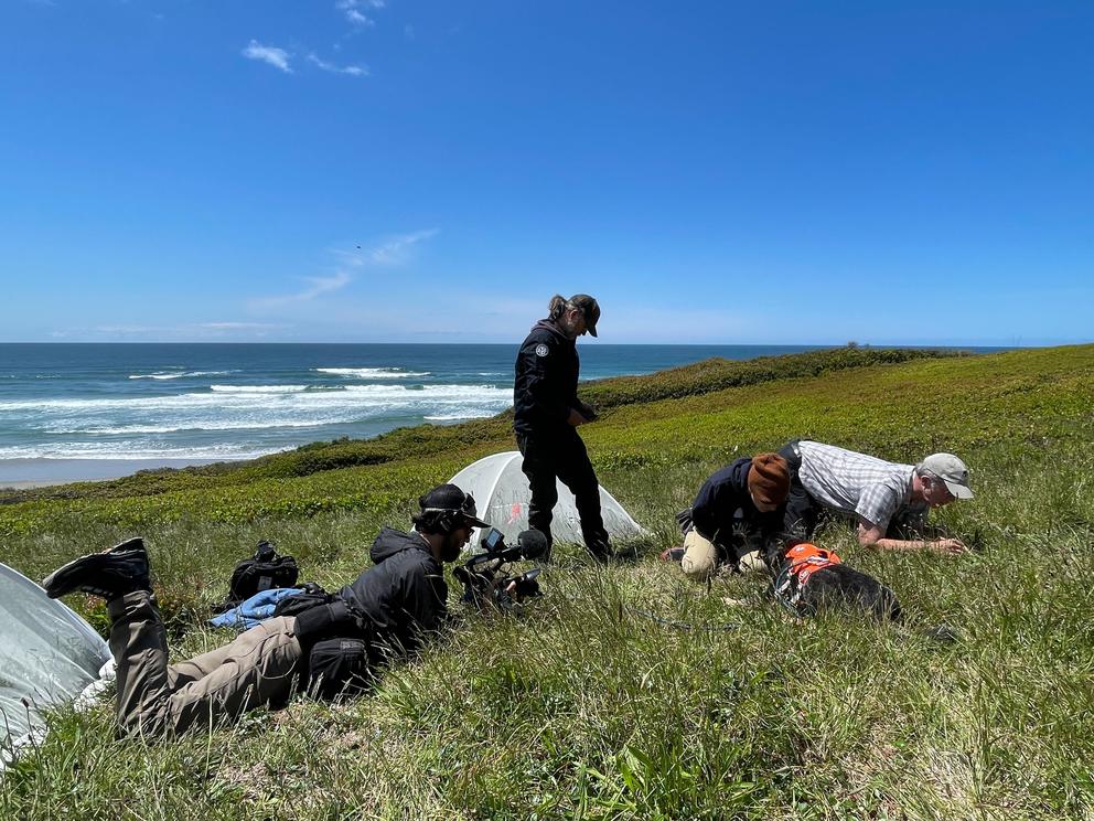 A video crew shoots in a meadow overlooking the ocean