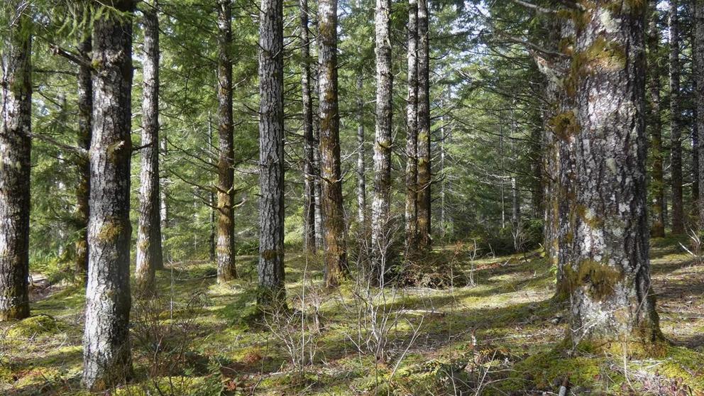 A row of coniferous trees on a sunny day in Olympic National Forest
