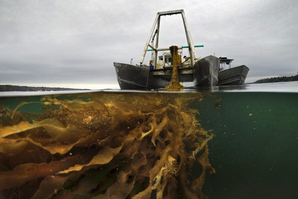A line of seaweed is hauled aboard a barge for harvesting.