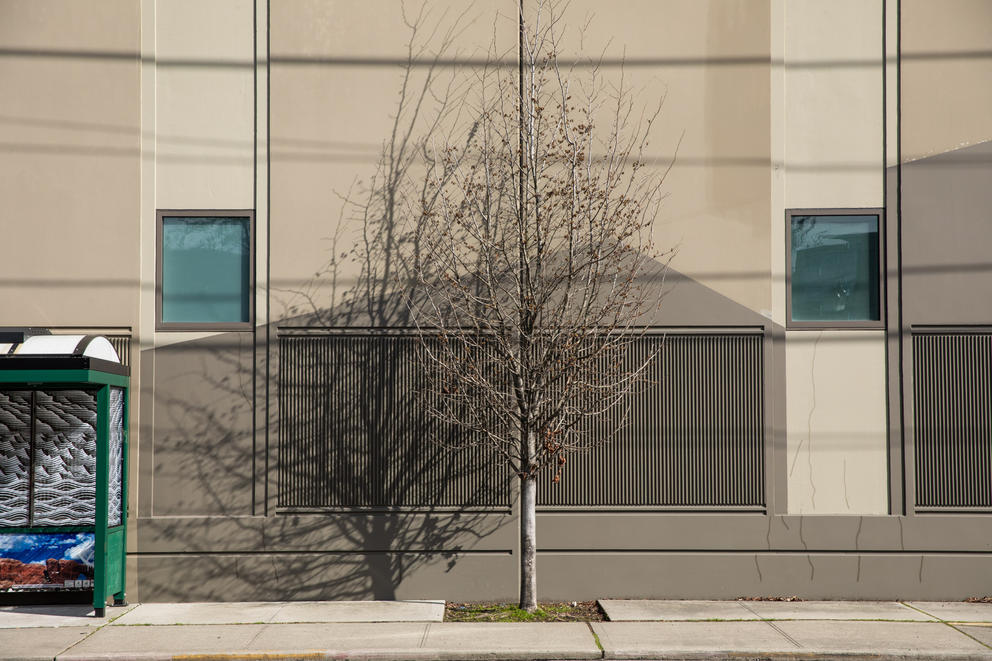 a bare tree in front of a building