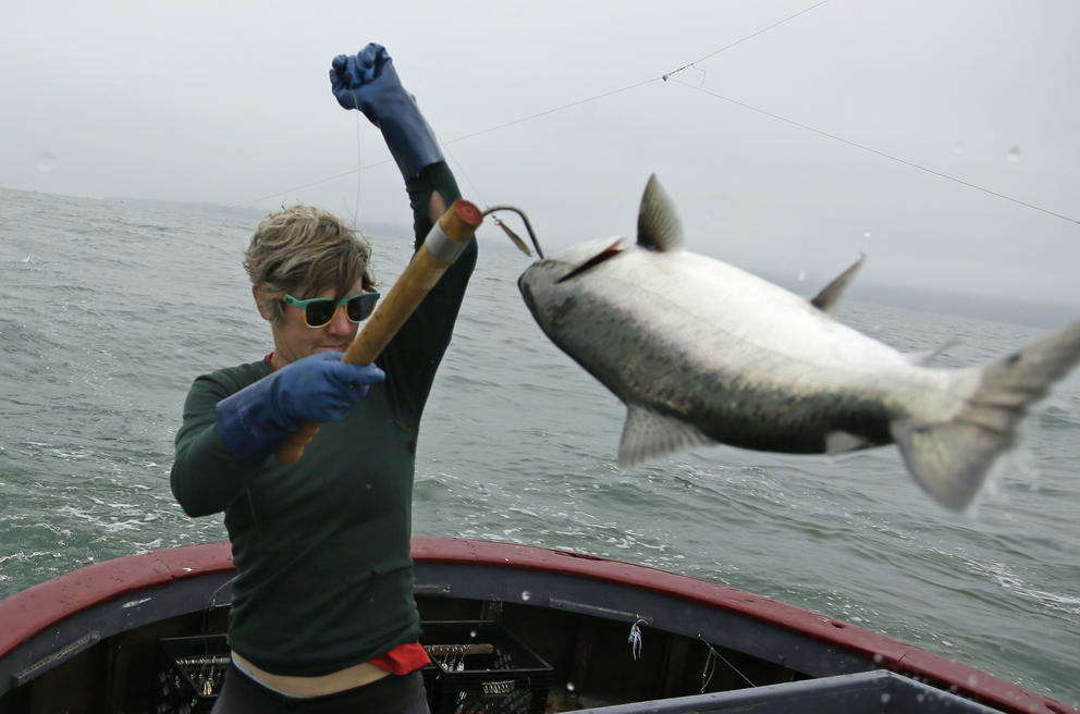 Sarah Bates reels a large chinook salmon onto a fishing boat near Bolinas, Califoria (
