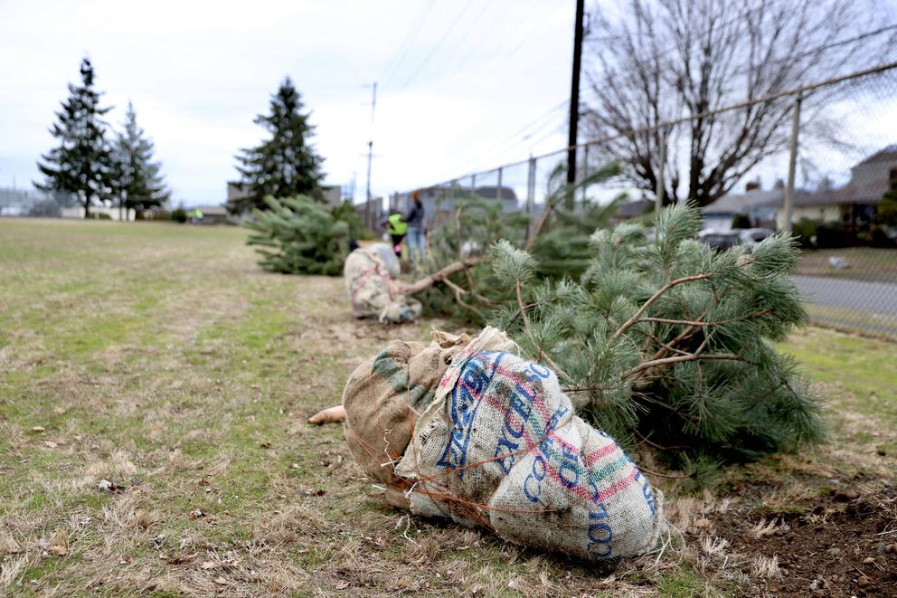 A tree with roots wrapped in burlap awaits planting. This tree was eventually planted in Tacoma Mall, a neighborhood of Tacoma that has significantly less tree canopy than other parts of the city.