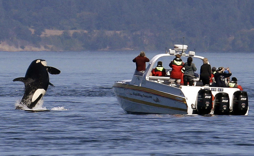 an orca leaps out of the water near a whale watching boat 